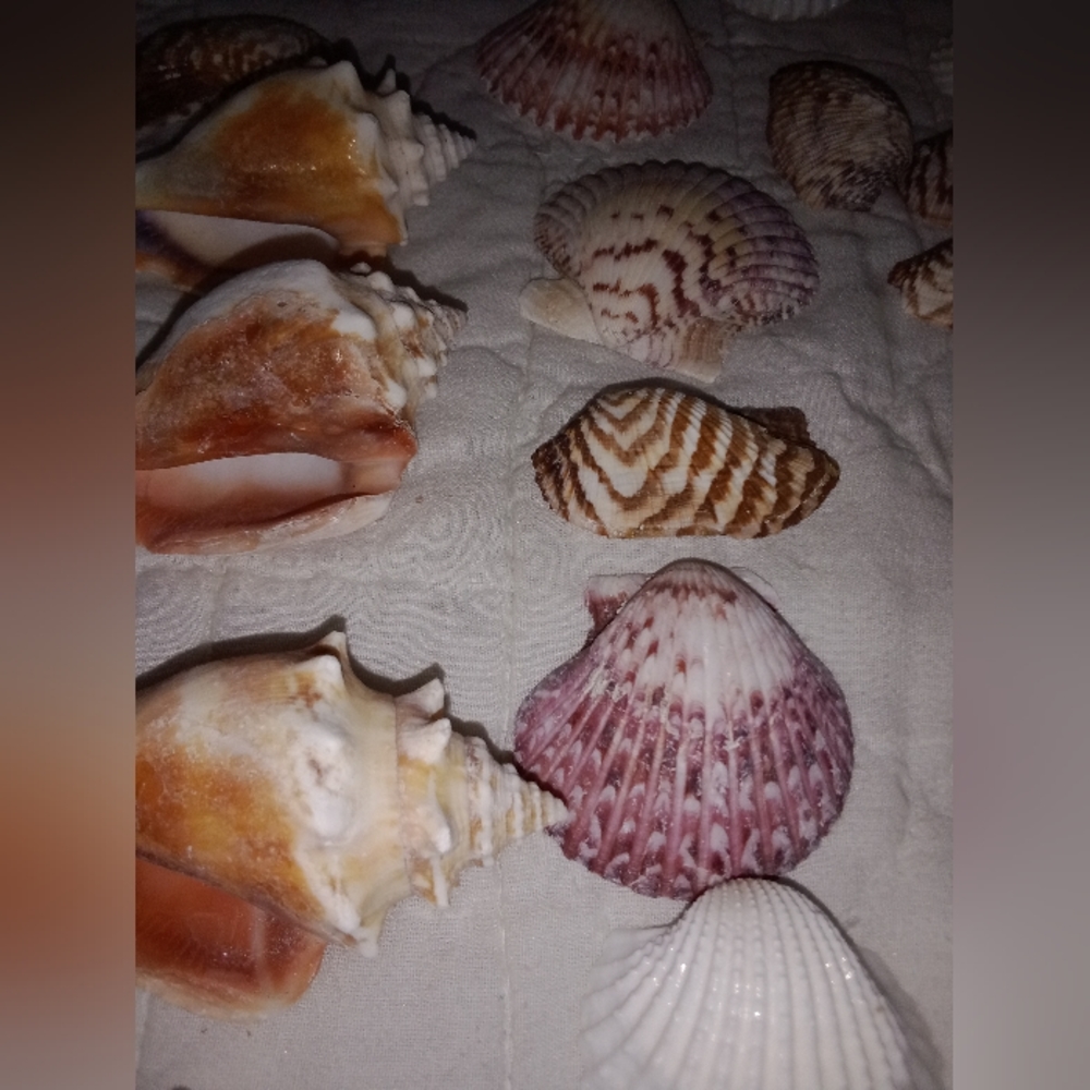 Sea Shells Mini Conchs Crafting Lot of 34 - Picture 3 of 6